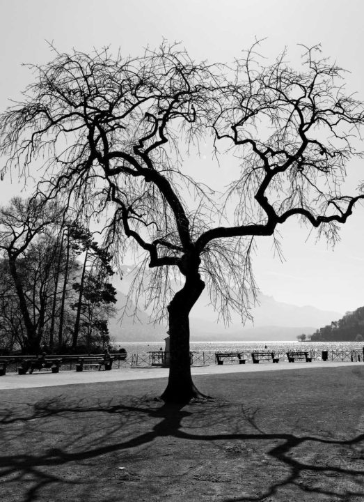 Synapses et dendrites - Hors Sentiers