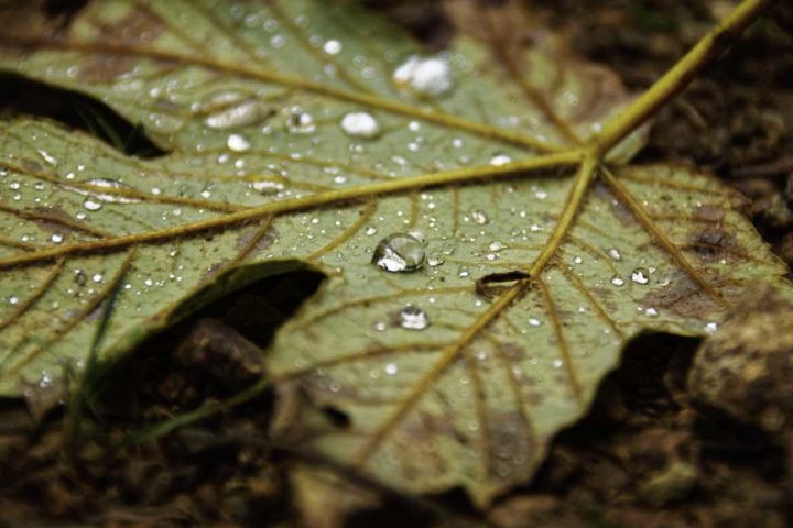 Goutte d'automne - Hors Sentiers