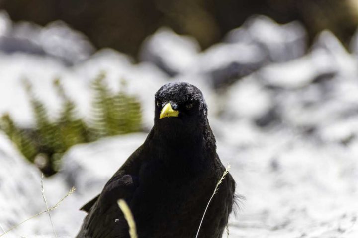 Focus - Hors Sentiers