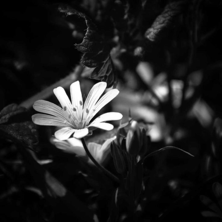 Stellaria holostea - Hors Sentiers